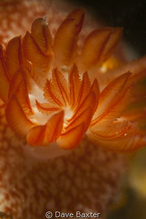 taken with snoot , 105 mm & 1.4 x teleconvertor by Dave Baxter 