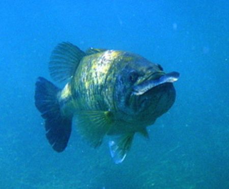 bass eats bass , fresh water lake
f100,60mm. by Gregory Grant 