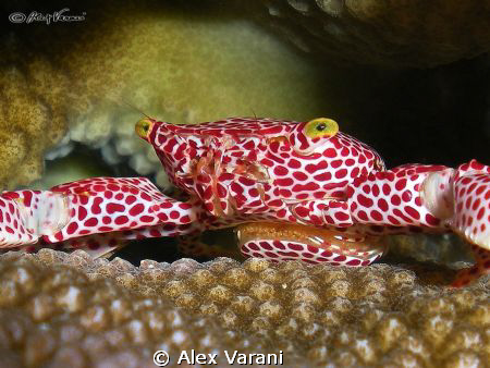trapezia rufopunctata with eggs by Alex Varani 