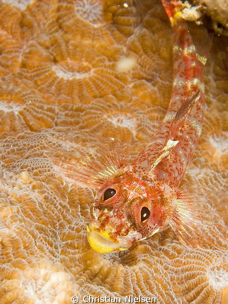 Goby. Olympus E330, 50mm macro, nexus wetlens, 2 Ikelote ... by Christian Nielsen 