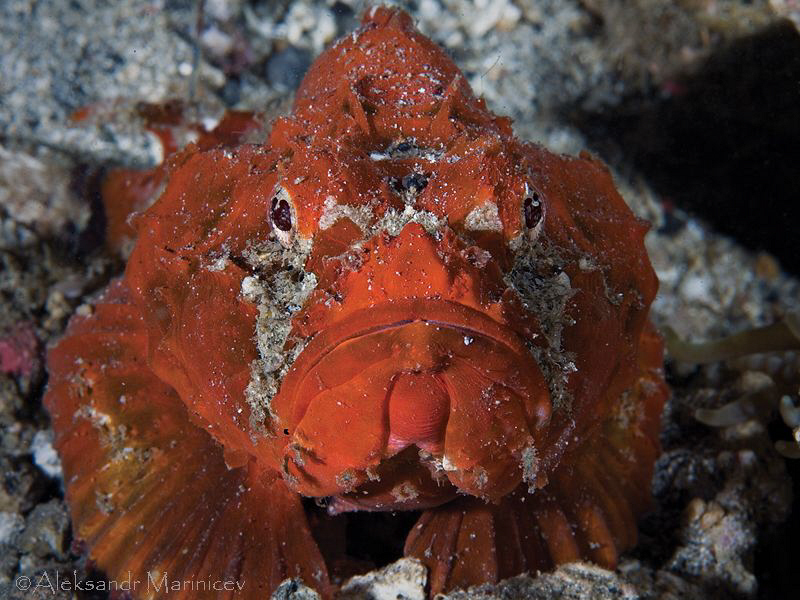 Stonefish
Lembeh by Aleksandr Marinicev 