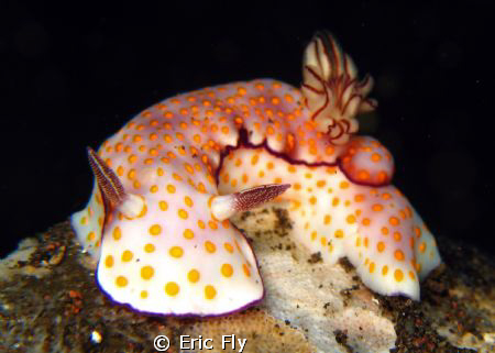 Risbecia pulchella by Eric Fly 
