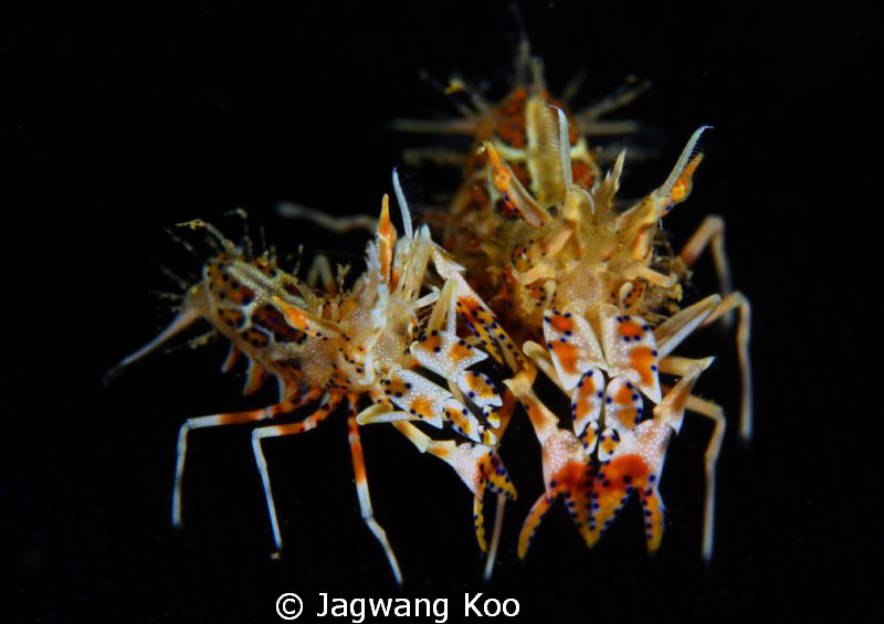 Tiger Shrimps by Jagwang Koo 