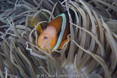 Haouse Reef Paradise, Tulamben - Bali by M Faizal Chandra Bayu 