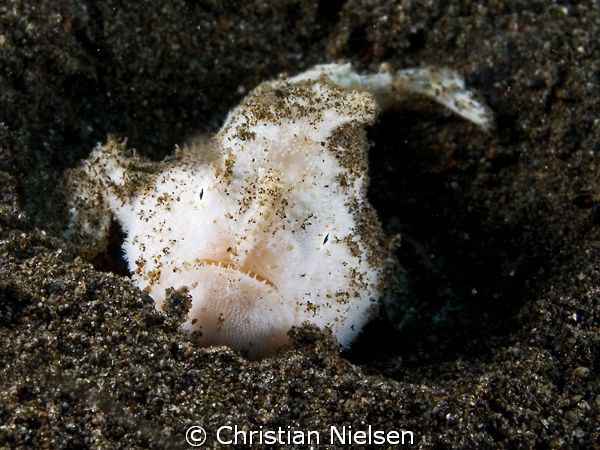 5 cm white frogfish in Puri Jati, Bali. Olympus E330, 35m... by Christian Nielsen 