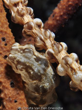Sea cucumber in coral by Christa Van Den Driessche 