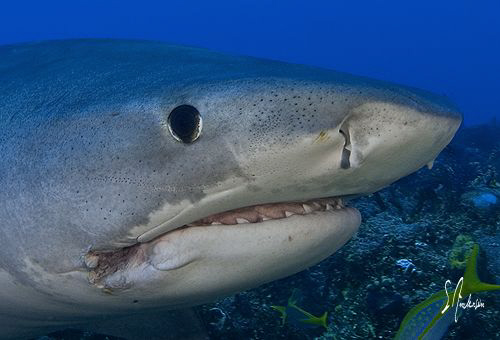 The Tiger Sharks keep their distance until they recognize... by Steven Anderson 