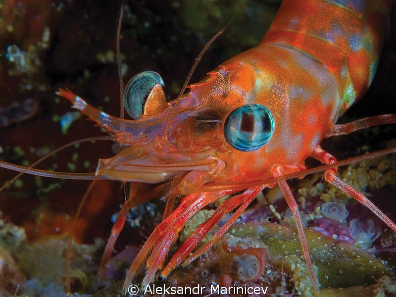 Sugarcane shrimp
 by Aleksandr Marinicev 