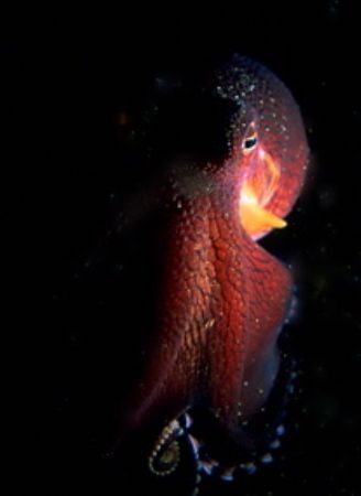 octo / kbr.
f100 60mm stobe by Gregory Grant 