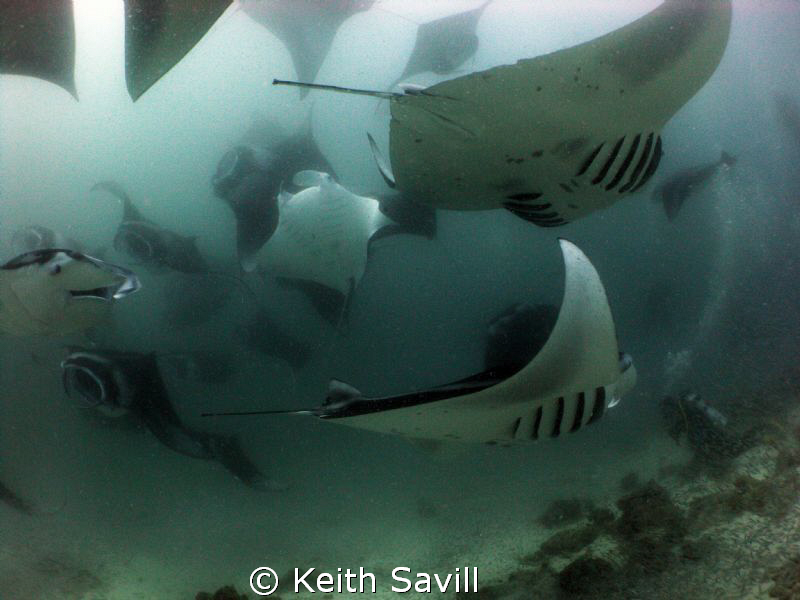 Mantas Mantas!! 100 or so Manta's in a vortex of feeding ... by Keith Savill 