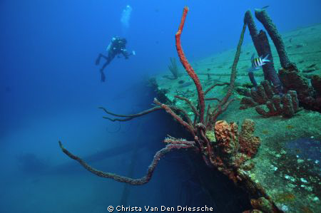 Hilma Hooker on Bonaire by Christa Van Den Driessche 
