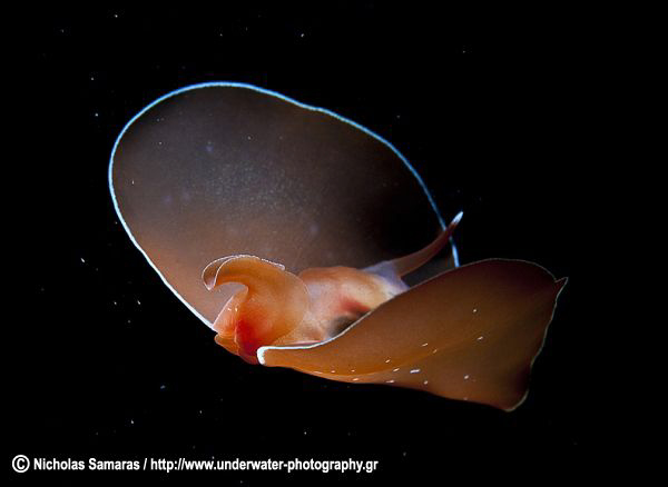 Gastropteron rubrum. He was snooted at while flying. by Nicholas Samaras 