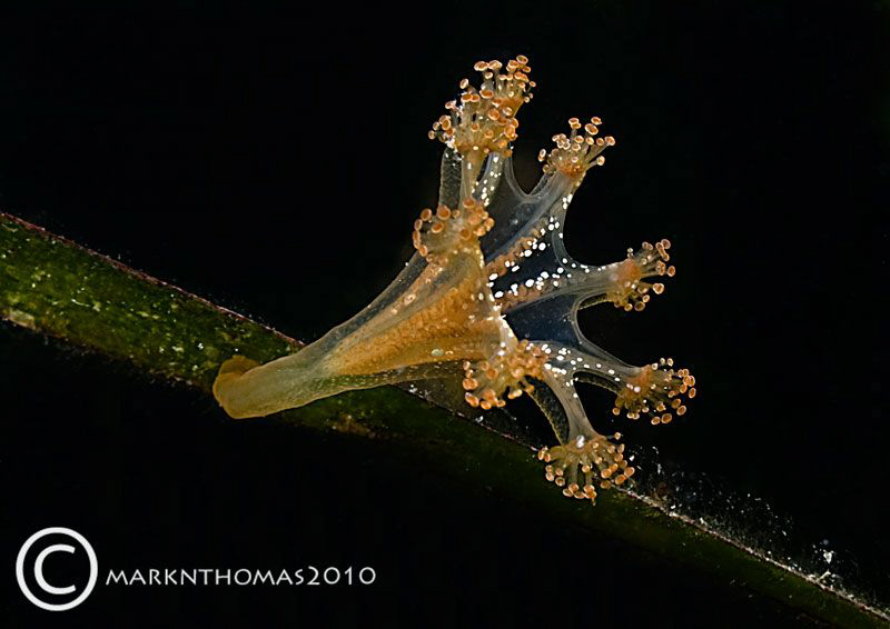 Stalked Jellyfish.
Connemara, Sept 2010.
60mm. by Mark Thomas 