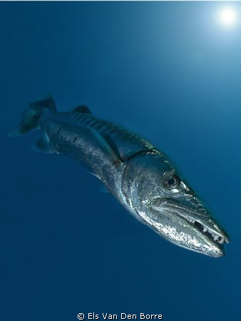 Aren't my teeth beautifull ?? :-) by Els Van Den Borre 