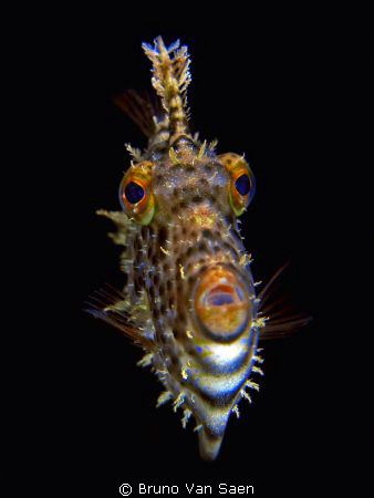 I wanted to make a picture of another fish, but this one ... by Bruno Van Saen 