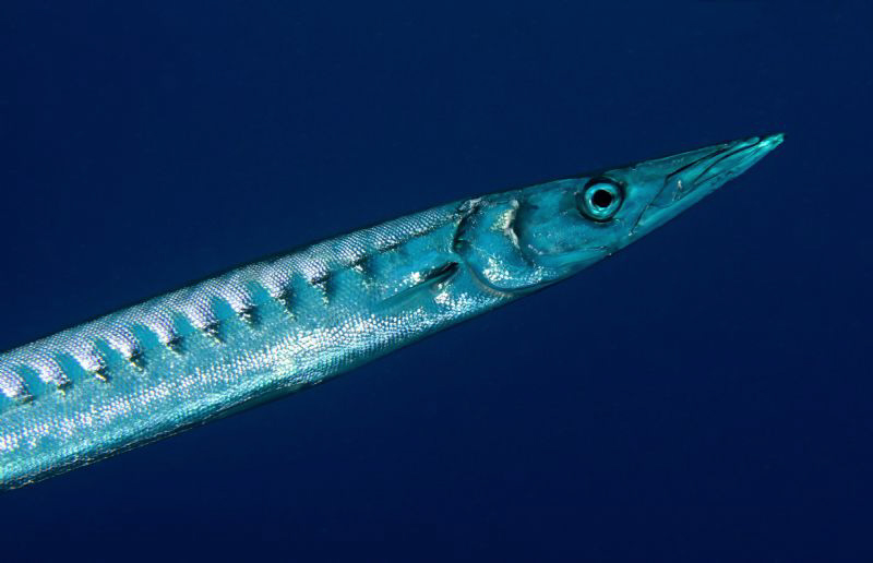 ..barracuda by Veronika Matějková 