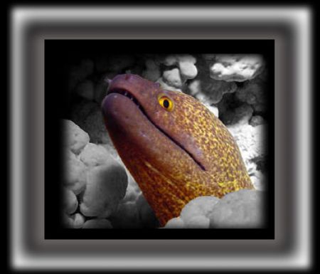 Moray by Martin Dalsaso 