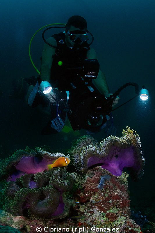 diver filming colorfull anemone by Cipriano (ripli) Gonzalez 
