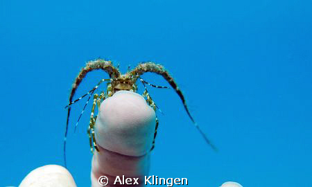 While cleaning up the mooring buoy for a new season I fou... by Alex Klingen 