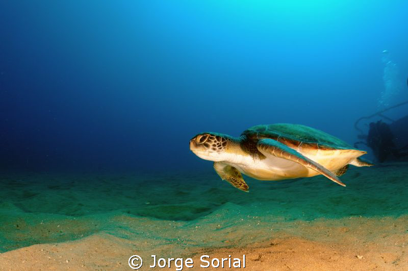 Green turtle in Las Galletas, Tenerife, Canary Islands by Jorge Sorial 