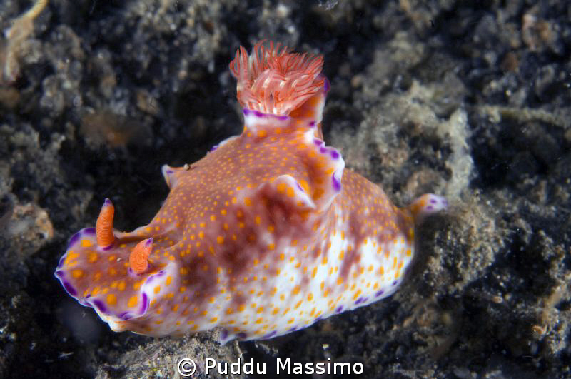 lembeh,nikon d2x 60 mm macro by Puddu Massimo 