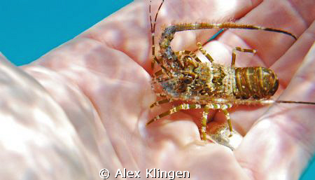 My new friend. by Alex Klingen 