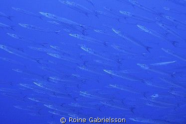 School of Barracudas by Roine Gabrielsson 
