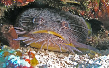 "Splendid Toadfish" Taken in Cozumel by Christa Loustalot 