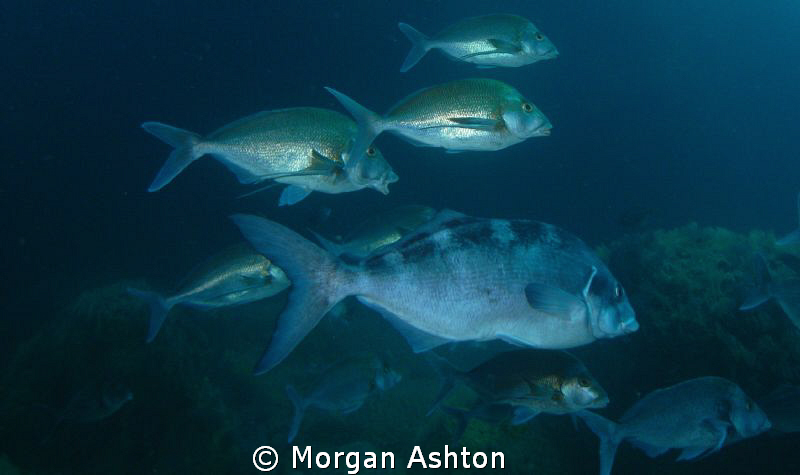 Snapper at Tye Dye Arch, Poor Knights Islands by Morgan Ashton 