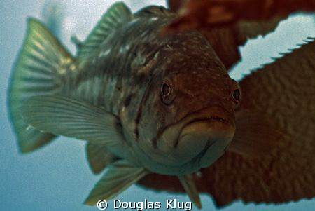 The Calico Bass is one of the "signature" fish in the Cal... by Douglas Klug 