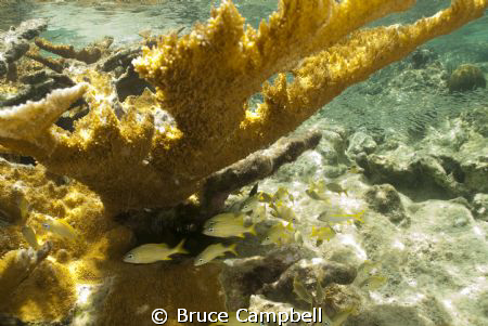 Dog Island in the British Virgin Islands had quite a vari... by Bruce Campbell 