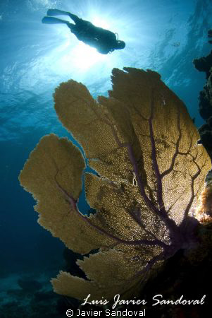 Sea fan with slave strove on the back and diver by Javier Sandoval 