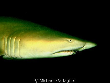 Grey Nurse Shark in the gloom, inside Fish Rock Cave off ... by Michael Gallagher 