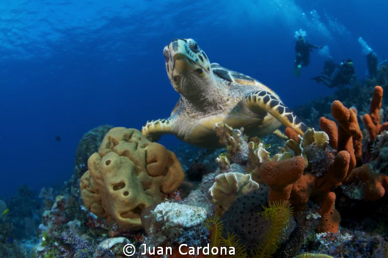 sea turtle & divers by Juan Cardona 