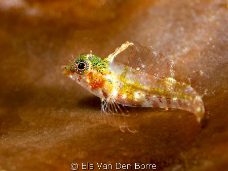 Small, but beautifull. by Els Van Den Borre 