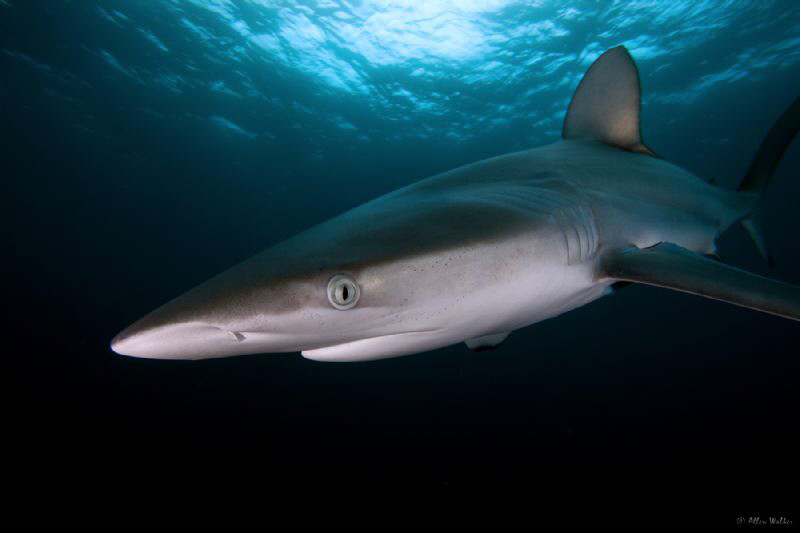 Dusky Shark by Allen Walker 