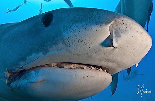 This Tiger Shark followed us from site to site following ... by Steven Anderson 