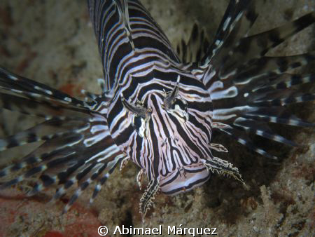 Lionfish, San Juan, PR. by Abimael Márquez 