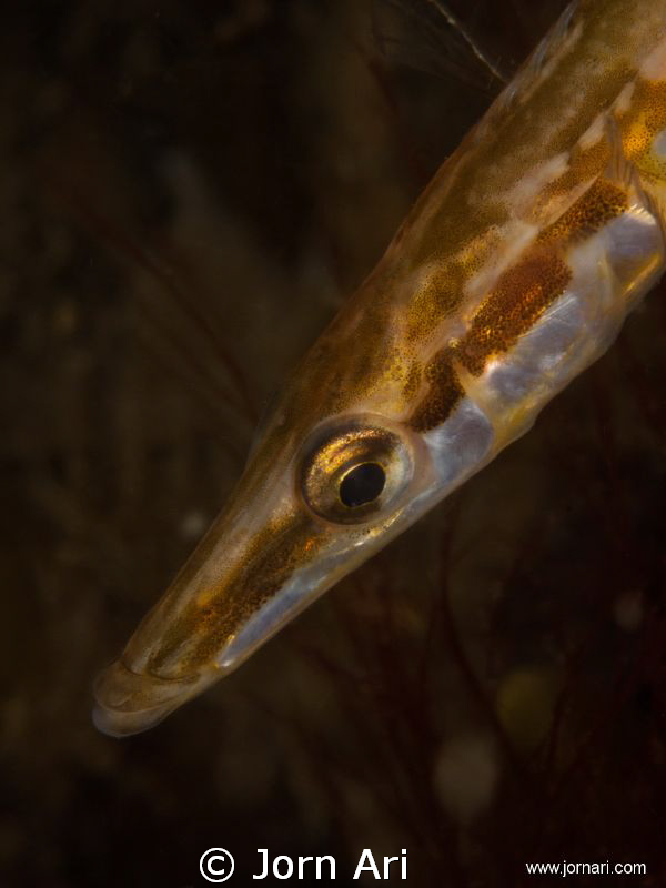 Sea stickleback (Spinachia spinachia)
This photo was tak... by Jorn Ari 