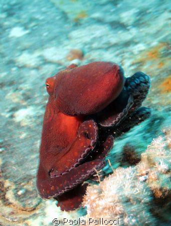 octopus was in hurry! by Paola Pallocci 