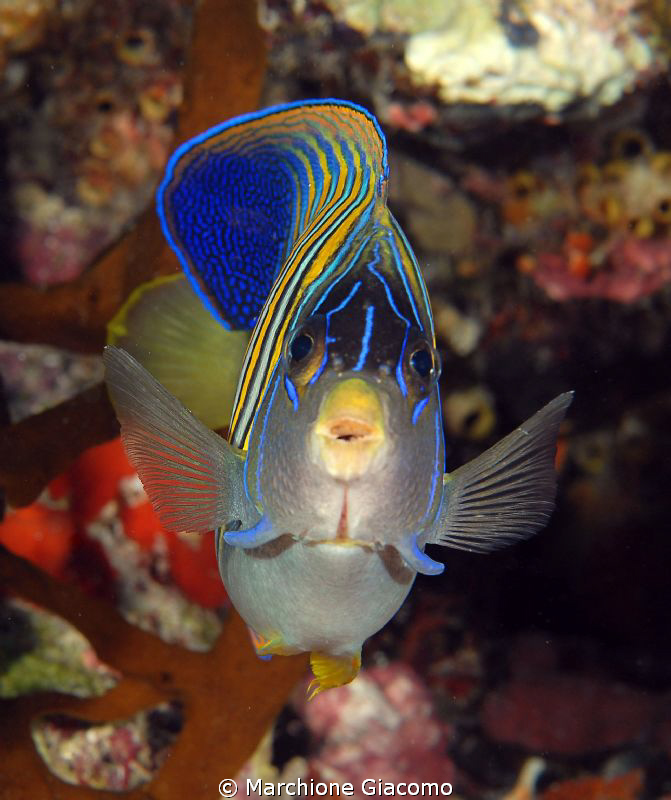Imperator
Nikon D200, 60 micro , twin strobo
Wakatobi 2010 by Marchione Giacomo 