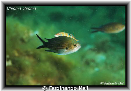 Chromis chromis. by Ferdinando Meli 