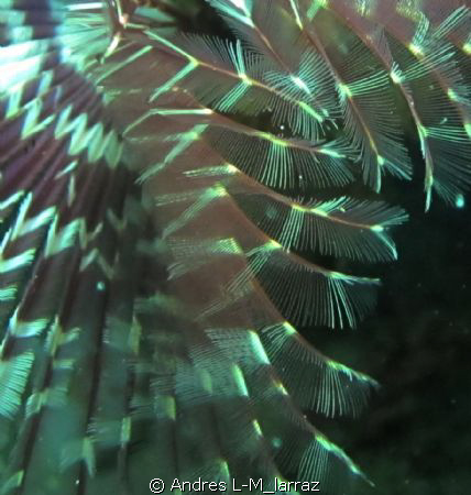 Feather duster. by Andres L-M_larraz 