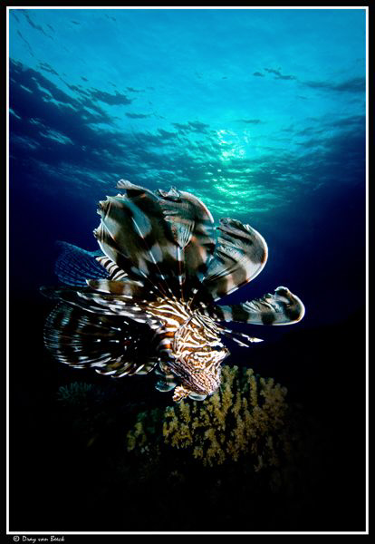 Lionfish by Dray Van Beeck 