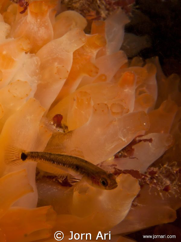 Sea Squirts (Ciona intestinalis) by Jorn Ari 