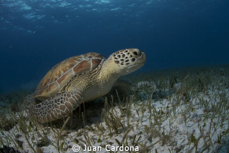 tortuga ! by Juan Cardona 