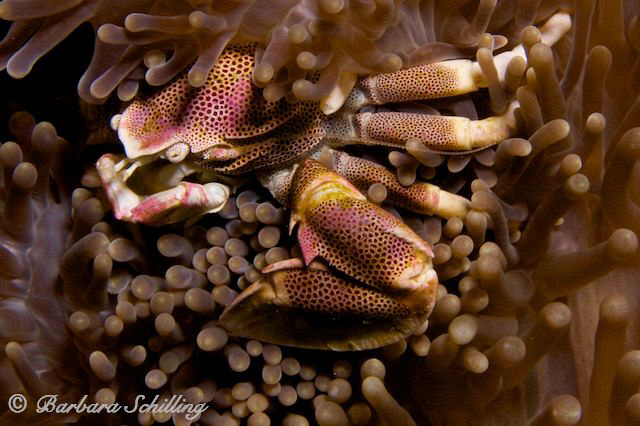 Porcelan Crab by Barbara Schilling 