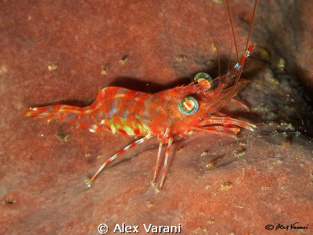 cinetorhynchus cf reticulatus by Alex Varani 