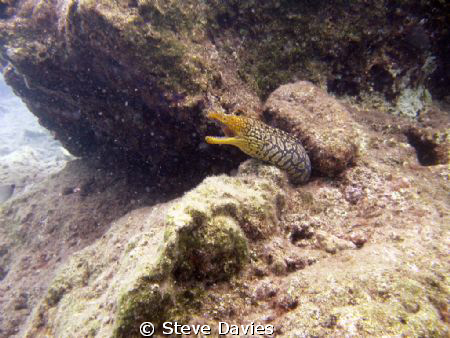 Colourful Moray, Marmaris Bay, Turkey by Steve Davies 