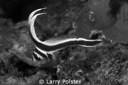 Juvy drum, Roatan, D300-60mm by Larry Polster 
